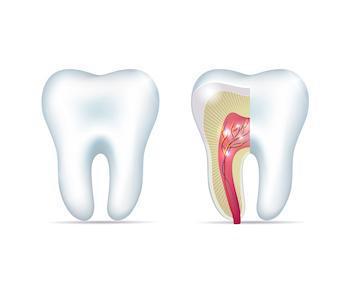 Root Canal Cross section of tooth Dr. Will Bates. Serene Dentistry of North Salt Lake. General, Cosmetic, Restorative, Pediatric Family Dentistry Dentist in Salt Lake City UT 84054